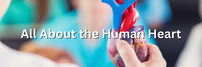 All About the Human Heart